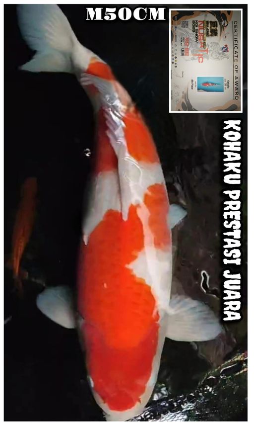 Lelang Koi Online, Jual Beli Ikan Koi, Pusat Jual Beli Koi, Info Lelang Koi Hari Ini, Platform Jual Beli Koi, Jual Beli Ikan Koi Online, Marketplace Ikan Koi, Jual Koi Terbaik, Tempat Beli Koi Berkualitas, Pasar Ikan Koi Online Terpercaya, Penjual Ikan Koi Terpercaya, Beli Koi Hias Online, Ikan Koi untuk Dijual, Koi Kualitas Terbaik, Toko Online Ikan Koi, Koi Hias Untuk Dijual, Jual Beli Ikan Koi Lokal, Koi Indonesia Online, Pusat Jual Beli Koi Terbesar