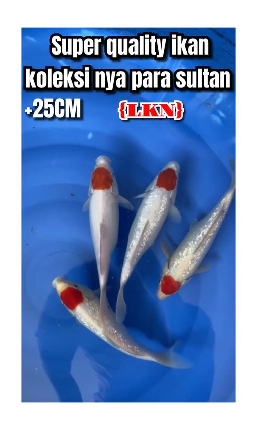 Lelang Koi Online, Jual Beli Ikan Koi, Pusat Jual Beli Koi, Info Lelang Koi Hari Ini, Platform Jual Beli Koi, Jual Beli Ikan Koi Online, Marketplace Ikan Koi, Jual Koi Terbaik, Tempat Beli Koi Berkualitas, Pasar Ikan Koi Online Terpercaya, Penjual Ikan Koi Terpercaya, Beli Koi Hias Online, Ikan Koi untuk Dijual, Koi Kualitas Terbaik, Toko Online Ikan Koi, Koi Hias Untuk Dijual, Jual Beli Ikan Koi Lokal, Koi Indonesia Online, Pusat Jual Beli Koi Terbesar