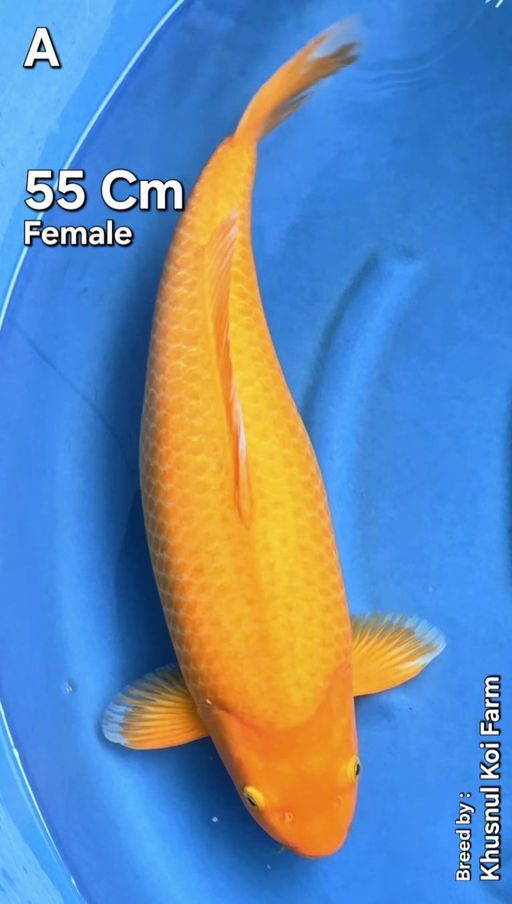 Ikan Koi MANGGO KARASI KHUSNUL KOI FARM 55cm, lelang koi MANGGO KARASI KHUSNUL KOI FARM 55cm, jual koi MANGGO KARASI KHUSNUL KOI FARM 55cm, beli koi MANGGO KARASI KHUSNUL KOI FARM 55cm, Lelang Koi Online, Jual Beli Ikan Koi, Pusat Jual Beli Koi, Info Lelang Koi Hari Ini, Platform Jual Beli Koi, Jual Beli Ikan Koi Online, Marketplace Ikan Koi, Jual Koi Terbaik, Tempat Beli Koi Berkualitas, Pasar Ikan Koi Online Terpercaya, Penjual Ikan Koi Terpercaya, Beli Koi Hias Online, Ikan Koi untuk Dijual, Koi Kualitas Terbaik, Toko Online Ikan Koi, Koi Hias Untuk Dijual, Jual Beli Ikan Koi Lokal, Koi Indonesia Online, Pusat Jual Beli Koi Terbesar