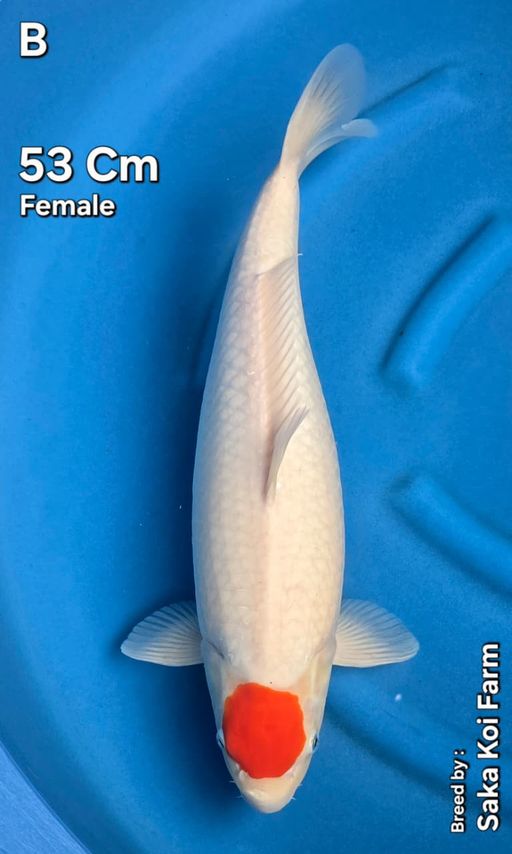 Ikan Koi TANCHO SAKA KOI FARM 53cm, lelang koi TANCHO SAKA KOI FARM 53cm, jual koi TANCHO SAKA KOI FARM 53cm, beli koi TANCHO SAKA KOI FARM 53cm, Lelang Koi Online, Jual Beli Ikan Koi, Pusat Jual Beli Koi, Info Lelang Koi Hari Ini, Platform Jual Beli Koi, Jual Beli Ikan Koi Online, Marketplace Ikan Koi, Jual Koi Terbaik, Tempat Beli Koi Berkualitas, Pasar Ikan Koi Online Terpercaya, Penjual Ikan Koi Terpercaya, Beli Koi Hias Online, Ikan Koi untuk Dijual, Koi Kualitas Terbaik, Toko Online Ikan Koi, Koi Hias Untuk Dijual, Jual Beli Ikan Koi Lokal, Koi Indonesia Online, Pusat Jual Beli Koi Terbesar