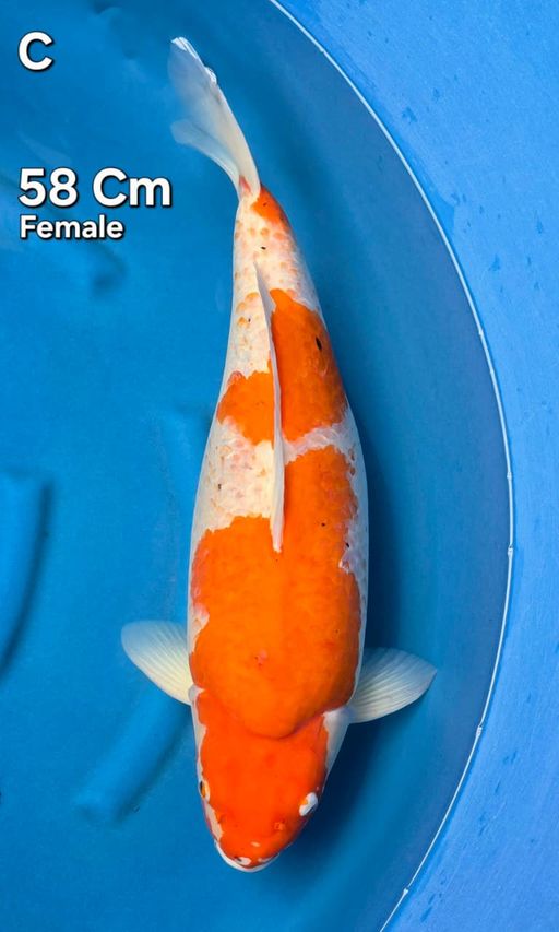 Ikan Koi KOHAKU 58cm, lelang koi KOHAKU 58cm, jual koi KOHAKU 58cm, beli koi KOHAKU 58cm, Lelang Koi Online, Jual Beli Ikan Koi, Pusat Jual Beli Koi, Info Lelang Koi Hari Ini, Platform Jual Beli Koi, Jual Beli Ikan Koi Online, Marketplace Ikan Koi, Jual Koi Terbaik, Tempat Beli Koi Berkualitas, Pasar Ikan Koi Online Terpercaya, Penjual Ikan Koi Terpercaya, Beli Koi Hias Online, Ikan Koi untuk Dijual, Koi Kualitas Terbaik, Toko Online Ikan Koi, Koi Hias Untuk Dijual, Jual Beli Ikan Koi Lokal, Koi Indonesia Online, Pusat Jual Beli Koi Terbesar
