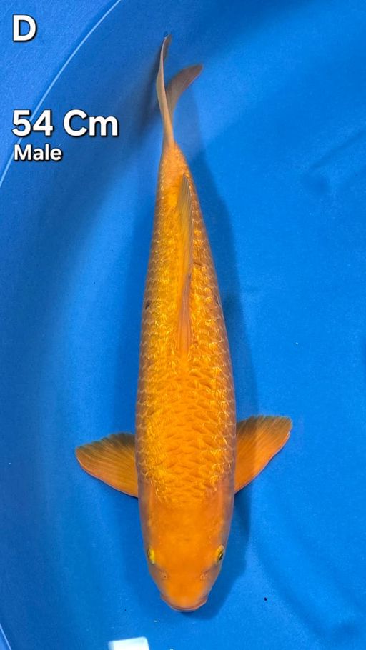 Ikan Koi KARAMEL GINRIN 54cm, lelang koi KARAMEL GINRIN 54cm, jual koi KARAMEL GINRIN 54cm, beli koi KARAMEL GINRIN 54cm, Lelang Koi Online, Jual Beli Ikan Koi, Pusat Jual Beli Koi, Info Lelang Koi Hari Ini, Platform Jual Beli Koi, Jual Beli Ikan Koi Online, Marketplace Ikan Koi, Jual Koi Terbaik, Tempat Beli Koi Berkualitas, Pasar Ikan Koi Online Terpercaya, Penjual Ikan Koi Terpercaya, Beli Koi Hias Online, Ikan Koi untuk Dijual, Koi Kualitas Terbaik, Toko Online Ikan Koi, Koi Hias Untuk Dijual, Jual Beli Ikan Koi Lokal, Koi Indonesia Online, Pusat Jual Beli Koi Terbesar