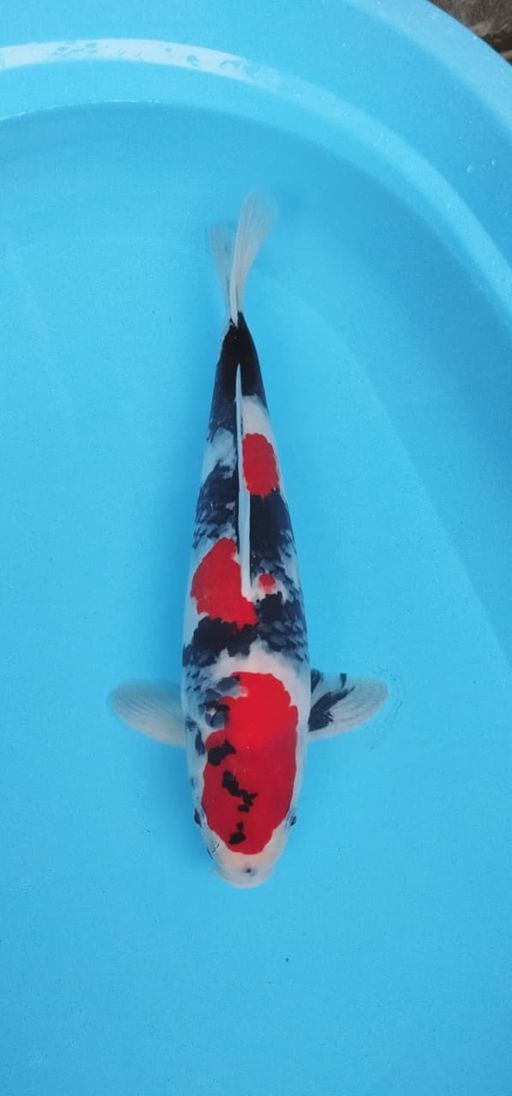 Ikan Koi SHOWA 40cm, lelang koi SHOWA 40cm, jual koi SHOWA 40cm, beli koi SHOWA 40cm, Lelang Koi Online, Jual Beli Ikan Koi, Pusat Jual Beli Koi, Info Lelang Koi Hari Ini, Platform Jual Beli Koi, Jual Beli Ikan Koi Online, Marketplace Ikan Koi, Jual Koi Terbaik, Tempat Beli Koi Berkualitas, Pasar Ikan Koi Online Terpercaya, Penjual Ikan Koi Terpercaya, Beli Koi Hias Online, Ikan Koi untuk Dijual, Koi Kualitas Terbaik, Toko Online Ikan Koi, Koi Hias Untuk Dijual, Jual Beli Ikan Koi Lokal, Koi Indonesia Online, Pusat Jual Beli Koi Terbesar