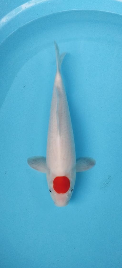 Ikan Koi TANCHO KOHAKU 38cm, lelang koi TANCHO KOHAKU 38cm, jual koi TANCHO KOHAKU 38cm, beli koi TANCHO KOHAKU 38cm, Lelang Koi Online, Jual Beli Ikan Koi, Pusat Jual Beli Koi, Info Lelang Koi Hari Ini, Platform Jual Beli Koi, Jual Beli Ikan Koi Online, Marketplace Ikan Koi, Jual Koi Terbaik, Tempat Beli Koi Berkualitas, Pasar Ikan Koi Online Terpercaya, Penjual Ikan Koi Terpercaya, Beli Koi Hias Online, Ikan Koi untuk Dijual, Koi Kualitas Terbaik, Toko Online Ikan Koi, Koi Hias Untuk Dijual, Jual Beli Ikan Koi Lokal, Koi Indonesia Online, Pusat Jual Beli Koi Terbesar