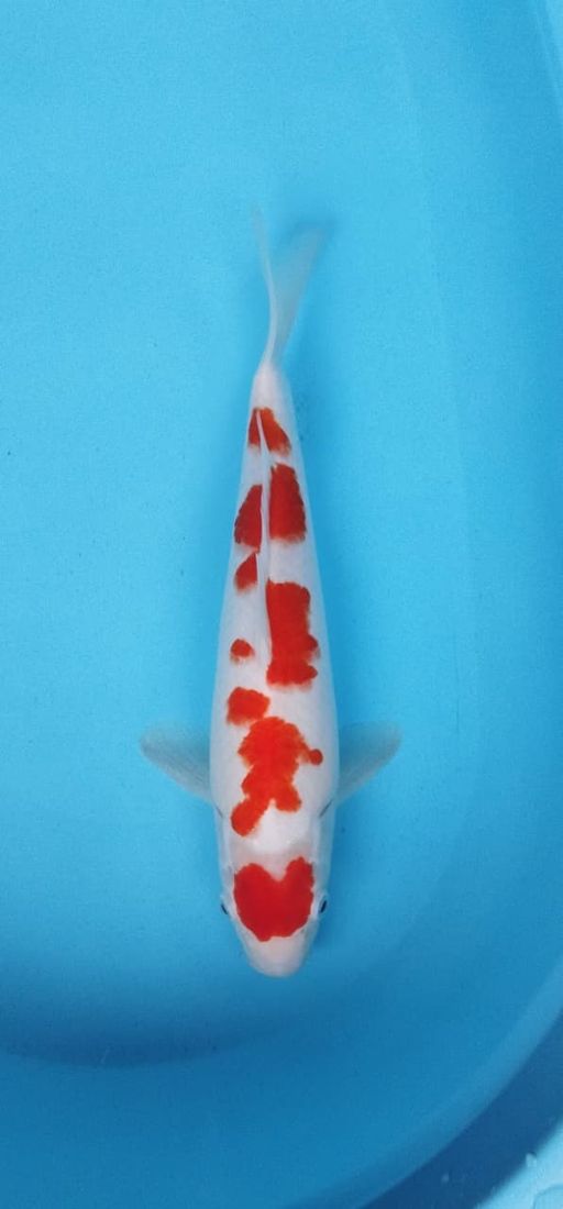 Ikan Koi LELANG ULANG ORIGINAL KOHAKU POLA PAKEM 37cm, lelang koi LELANG ULANG ORIGINAL KOHAKU POLA PAKEM 37cm, jual koi LELANG ULANG ORIGINAL KOHAKU POLA PAKEM 37cm, beli koi LELANG ULANG ORIGINAL KOHAKU POLA PAKEM 37cm, Lelang Koi Online, Jual Beli Ikan Koi, Pusat Jual Beli Koi, Info Lelang Koi Hari Ini, Platform Jual Beli Koi, Jual Beli Ikan Koi Online, Marketplace Ikan Koi, Jual Koi Terbaik, Tempat Beli Koi Berkualitas, Pasar Ikan Koi Online Terpercaya, Penjual Ikan Koi Terpercaya, Beli Koi Hias Online, Ikan Koi untuk Dijual, Koi Kualitas Terbaik, Toko Online Ikan Koi, Koi Hias Untuk Dijual, Jual Beli Ikan Koi Lokal, Koi Indonesia Online, Pusat Jual Beli Koi Terbesar