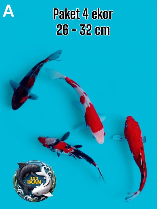 Ikan Koi PAKET 4EKOR 2630cm, lelang koi PAKET 4EKOR 2630cm, jual koi PAKET 4EKOR 2630cm, beli koi PAKET 4EKOR 2630cm, Lelang Koi Online, Jual Beli Ikan Koi, Pusat Jual Beli Koi, Info Lelang Koi Hari Ini, Platform Jual Beli Koi, Jual Beli Ikan Koi Online, Marketplace Ikan Koi, Jual Koi Terbaik, Tempat Beli Koi Berkualitas, Pasar Ikan Koi Online Terpercaya, Penjual Ikan Koi Terpercaya, Beli Koi Hias Online, Ikan Koi untuk Dijual, Koi Kualitas Terbaik, Toko Online Ikan Koi, Koi Hias Untuk Dijual, Jual Beli Ikan Koi Lokal, Koi Indonesia Online, Pusat Jual Beli Koi Terbesar