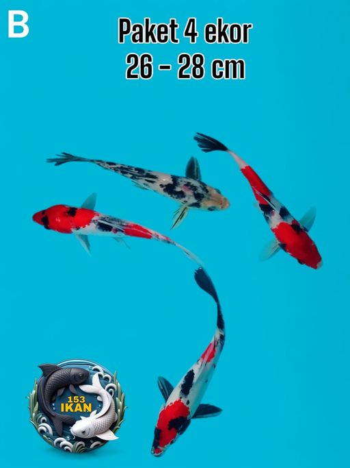 Ikan Koi PAKET 4 EKOR 2628cm, lelang koi PAKET 4 EKOR 2628cm, jual koi PAKET 4 EKOR 2628cm, beli koi PAKET 4 EKOR 2628cm, Lelang Koi Online, Jual Beli Ikan Koi, Pusat Jual Beli Koi, Info Lelang Koi Hari Ini, Platform Jual Beli Koi, Jual Beli Ikan Koi Online, Marketplace Ikan Koi, Jual Koi Terbaik, Tempat Beli Koi Berkualitas, Pasar Ikan Koi Online Terpercaya, Penjual Ikan Koi Terpercaya, Beli Koi Hias Online, Ikan Koi untuk Dijual, Koi Kualitas Terbaik, Toko Online Ikan Koi, Koi Hias Untuk Dijual, Jual Beli Ikan Koi Lokal, Koi Indonesia Online, Pusat Jual Beli Koi Terbesar