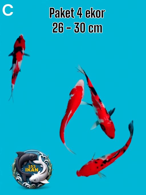 Ikan Koi PAKET 4 EKOR 2630cm, lelang koi PAKET 4 EKOR 2630cm, jual koi PAKET 4 EKOR 2630cm, beli koi PAKET 4 EKOR 2630cm, Lelang Koi Online, Jual Beli Ikan Koi, Pusat Jual Beli Koi, Info Lelang Koi Hari Ini, Platform Jual Beli Koi, Jual Beli Ikan Koi Online, Marketplace Ikan Koi, Jual Koi Terbaik, Tempat Beli Koi Berkualitas, Pasar Ikan Koi Online Terpercaya, Penjual Ikan Koi Terpercaya, Beli Koi Hias Online, Ikan Koi untuk Dijual, Koi Kualitas Terbaik, Toko Online Ikan Koi, Koi Hias Untuk Dijual, Jual Beli Ikan Koi Lokal, Koi Indonesia Online, Pusat Jual Beli Koi Terbesar