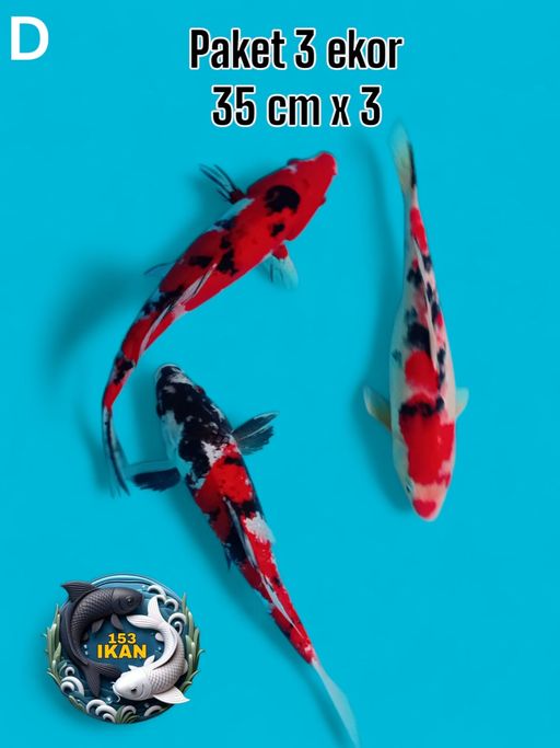 Ikan Koi PAKET 3 EKOR 35cm, lelang koi PAKET 3 EKOR 35cm, jual koi PAKET 3 EKOR 35cm, beli koi PAKET 3 EKOR 35cm, Lelang Koi Online, Jual Beli Ikan Koi, Pusat Jual Beli Koi, Info Lelang Koi Hari Ini, Platform Jual Beli Koi, Jual Beli Ikan Koi Online, Marketplace Ikan Koi, Jual Koi Terbaik, Tempat Beli Koi Berkualitas, Pasar Ikan Koi Online Terpercaya, Penjual Ikan Koi Terpercaya, Beli Koi Hias Online, Ikan Koi untuk Dijual, Koi Kualitas Terbaik, Toko Online Ikan Koi, Koi Hias Untuk Dijual, Jual Beli Ikan Koi Lokal, Koi Indonesia Online, Pusat Jual Beli Koi Terbesar