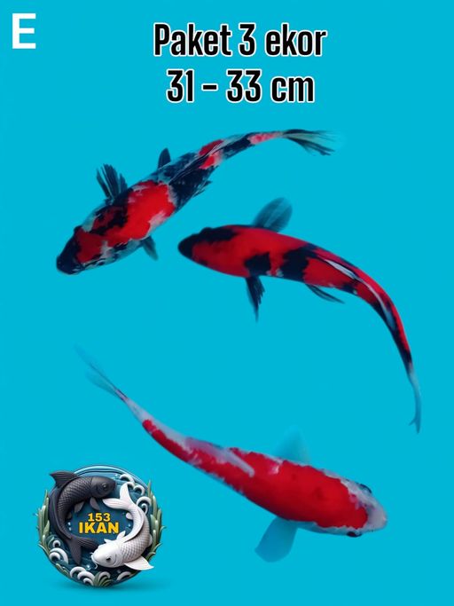 Ikan Koi PAKET 3 EKOR 3133cm, lelang koi PAKET 3 EKOR 3133cm, jual koi PAKET 3 EKOR 3133cm, beli koi PAKET 3 EKOR 3133cm, Lelang Koi Online, Jual Beli Ikan Koi, Pusat Jual Beli Koi, Info Lelang Koi Hari Ini, Platform Jual Beli Koi, Jual Beli Ikan Koi Online, Marketplace Ikan Koi, Jual Koi Terbaik, Tempat Beli Koi Berkualitas, Pasar Ikan Koi Online Terpercaya, Penjual Ikan Koi Terpercaya, Beli Koi Hias Online, Ikan Koi untuk Dijual, Koi Kualitas Terbaik, Toko Online Ikan Koi, Koi Hias Untuk Dijual, Jual Beli Ikan Koi Lokal, Koi Indonesia Online, Pusat Jual Beli Koi Terbesar