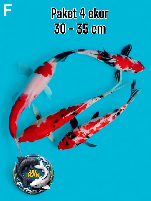 Ikan Koi PAKET 4 EKOR 3035cm, lelang koi PAKET 4 EKOR 3035cm, jual koi PAKET 4 EKOR 3035cm, beli koi PAKET 4 EKOR 3035cm, Lelang Koi Online, Jual Beli Ikan Koi, Pusat Jual Beli Koi, Info Lelang Koi Hari Ini, Platform Jual Beli Koi, Jual Beli Ikan Koi Online, Marketplace Ikan Koi, Jual Koi Terbaik, Tempat Beli Koi Berkualitas, Pasar Ikan Koi Online Terpercaya, Penjual Ikan Koi Terpercaya, Beli Koi Hias Online, Ikan Koi untuk Dijual, Koi Kualitas Terbaik, Toko Online Ikan Koi, Koi Hias Untuk Dijual, Jual Beli Ikan Koi Lokal, Koi Indonesia Online, Pusat Jual Beli Koi Terbesar