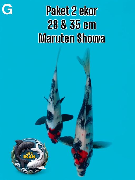 Ikan Koi PAKET 2 EKOR 28 35cm, lelang koi PAKET 2 EKOR 28 35cm, jual koi PAKET 2 EKOR 28 35cm, beli koi PAKET 2 EKOR 28 35cm, Lelang Koi Online, Jual Beli Ikan Koi, Pusat Jual Beli Koi, Info Lelang Koi Hari Ini, Platform Jual Beli Koi, Jual Beli Ikan Koi Online, Marketplace Ikan Koi, Jual Koi Terbaik, Tempat Beli Koi Berkualitas, Pasar Ikan Koi Online Terpercaya, Penjual Ikan Koi Terpercaya, Beli Koi Hias Online, Ikan Koi untuk Dijual, Koi Kualitas Terbaik, Toko Online Ikan Koi, Koi Hias Untuk Dijual, Jual Beli Ikan Koi Lokal, Koi Indonesia Online, Pusat Jual Beli Koi Terbesar