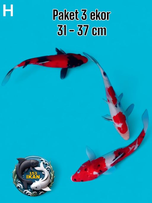 Ikan Koi PAKET 3 EKOR 3137cm, lelang koi PAKET 3 EKOR 3137cm, jual koi PAKET 3 EKOR 3137cm, beli koi PAKET 3 EKOR 3137cm, Lelang Koi Online, Jual Beli Ikan Koi, Pusat Jual Beli Koi, Info Lelang Koi Hari Ini, Platform Jual Beli Koi, Jual Beli Ikan Koi Online, Marketplace Ikan Koi, Jual Koi Terbaik, Tempat Beli Koi Berkualitas, Pasar Ikan Koi Online Terpercaya, Penjual Ikan Koi Terpercaya, Beli Koi Hias Online, Ikan Koi untuk Dijual, Koi Kualitas Terbaik, Toko Online Ikan Koi, Koi Hias Untuk Dijual, Jual Beli Ikan Koi Lokal, Koi Indonesia Online, Pusat Jual Beli Koi Terbesar