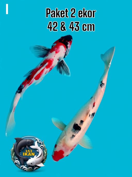 Ikan Koi PAKET 2 EKOR 4243cm, lelang koi PAKET 2 EKOR 4243cm, jual koi PAKET 2 EKOR 4243cm, beli koi PAKET 2 EKOR 4243cm, Lelang Koi Online, Jual Beli Ikan Koi, Pusat Jual Beli Koi, Info Lelang Koi Hari Ini, Platform Jual Beli Koi, Jual Beli Ikan Koi Online, Marketplace Ikan Koi, Jual Koi Terbaik, Tempat Beli Koi Berkualitas, Pasar Ikan Koi Online Terpercaya, Penjual Ikan Koi Terpercaya, Beli Koi Hias Online, Ikan Koi untuk Dijual, Koi Kualitas Terbaik, Toko Online Ikan Koi, Koi Hias Untuk Dijual, Jual Beli Ikan Koi Lokal, Koi Indonesia Online, Pusat Jual Beli Koi Terbesar