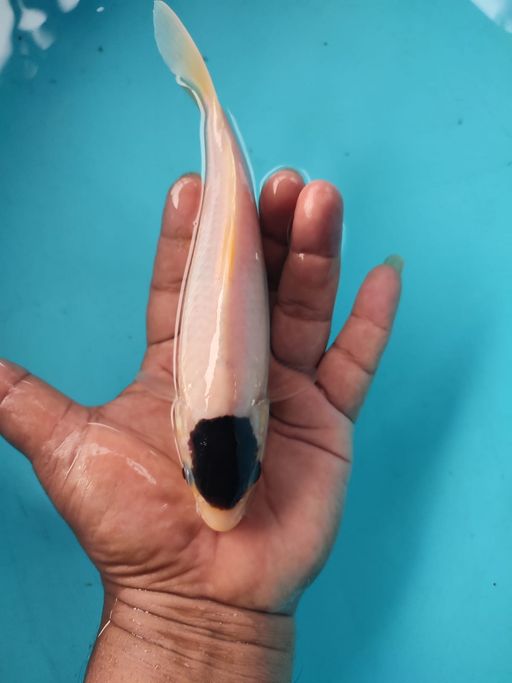 Ikan Koi TANCHO GOROMO 20cm, lelang koi TANCHO GOROMO 20cm, jual koi TANCHO GOROMO 20cm, beli koi TANCHO GOROMO 20cm, Lelang Koi Online, Jual Beli Ikan Koi, Pusat Jual Beli Koi, Info Lelang Koi Hari Ini, Platform Jual Beli Koi, Jual Beli Ikan Koi Online, Marketplace Ikan Koi, Jual Koi Terbaik, Tempat Beli Koi Berkualitas, Pasar Ikan Koi Online Terpercaya, Penjual Ikan Koi Terpercaya, Beli Koi Hias Online, Ikan Koi untuk Dijual, Koi Kualitas Terbaik, Toko Online Ikan Koi, Koi Hias Untuk Dijual, Jual Beli Ikan Koi Lokal, Koi Indonesia Online, Pusat Jual Beli Koi Terbesar
