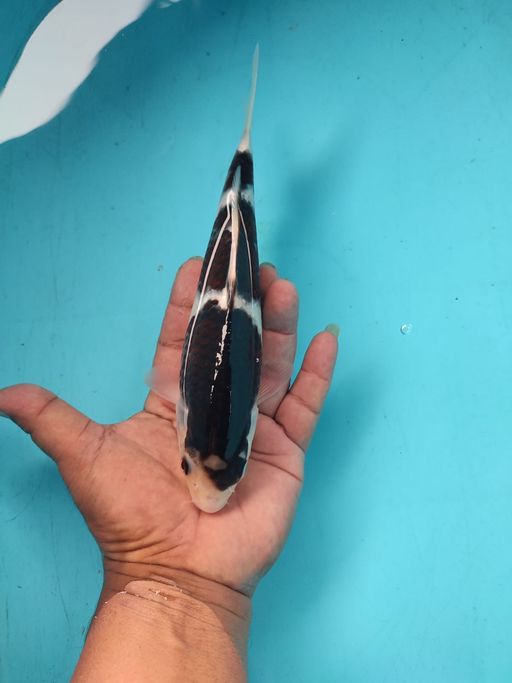 Ikan Koi GOROMO 23cm, lelang koi GOROMO 23cm, jual koi GOROMO 23cm, beli koi GOROMO 23cm, Lelang Koi Online, Jual Beli Ikan Koi, Pusat Jual Beli Koi, Info Lelang Koi Hari Ini, Platform Jual Beli Koi, Jual Beli Ikan Koi Online, Marketplace Ikan Koi, Jual Koi Terbaik, Tempat Beli Koi Berkualitas, Pasar Ikan Koi Online Terpercaya, Penjual Ikan Koi Terpercaya, Beli Koi Hias Online, Ikan Koi untuk Dijual, Koi Kualitas Terbaik, Toko Online Ikan Koi, Koi Hias Untuk Dijual, Jual Beli Ikan Koi Lokal, Koi Indonesia Online, Pusat Jual Beli Koi Terbesar