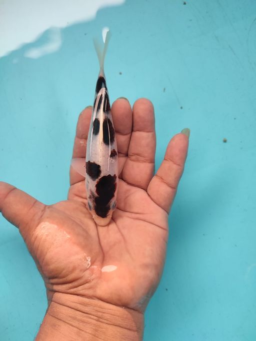 Ikan Koi MINION GOROMO SQ 15cm, lelang koi MINION GOROMO SQ 15cm, jual koi MINION GOROMO SQ 15cm, beli koi MINION GOROMO SQ 15cm, Lelang Koi Online, Jual Beli Ikan Koi, Pusat Jual Beli Koi, Info Lelang Koi Hari Ini, Platform Jual Beli Koi, Jual Beli Ikan Koi Online, Marketplace Ikan Koi, Jual Koi Terbaik, Tempat Beli Koi Berkualitas, Pasar Ikan Koi Online Terpercaya, Penjual Ikan Koi Terpercaya, Beli Koi Hias Online, Ikan Koi untuk Dijual, Koi Kualitas Terbaik, Toko Online Ikan Koi, Koi Hias Untuk Dijual, Jual Beli Ikan Koi Lokal, Koi Indonesia Online, Pusat Jual Beli Koi Terbesar