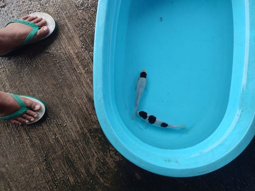 Ikan Koi GOROMO 20cm, lelang koi GOROMO 20cm, jual koi GOROMO 20cm, beli koi GOROMO 20cm, Lelang Koi Online, Jual Beli Ikan Koi, Pusat Jual Beli Koi, Info Lelang Koi Hari Ini, Platform Jual Beli Koi, Jual Beli Ikan Koi Online, Marketplace Ikan Koi, Jual Koi Terbaik, Tempat Beli Koi Berkualitas, Pasar Ikan Koi Online Terpercaya, Penjual Ikan Koi Terpercaya, Beli Koi Hias Online, Ikan Koi untuk Dijual, Koi Kualitas Terbaik, Toko Online Ikan Koi, Koi Hias Untuk Dijual, Jual Beli Ikan Koi Lokal, Koi Indonesia Online, Pusat Jual Beli Koi Terbesar