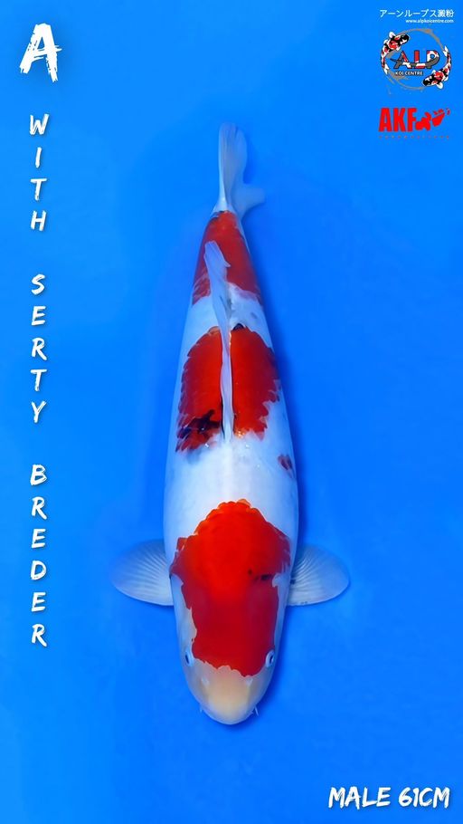 Ikan Koi SHOWA AKF MALE 61cm, lelang koi SHOWA AKF MALE 61cm, jual koi SHOWA AKF MALE 61cm, beli koi SHOWA AKF MALE 61cm, Lelang Koi Online, Jual Beli Ikan Koi, Pusat Jual Beli Koi, Info Lelang Koi Hari Ini, Platform Jual Beli Koi, Jual Beli Ikan Koi Online, Marketplace Ikan Koi, Jual Koi Terbaik, Tempat Beli Koi Berkualitas, Pasar Ikan Koi Online Terpercaya, Penjual Ikan Koi Terpercaya, Beli Koi Hias Online, Ikan Koi untuk Dijual, Koi Kualitas Terbaik, Toko Online Ikan Koi, Koi Hias Untuk Dijual, Jual Beli Ikan Koi Lokal, Koi Indonesia Online, Pusat Jual Beli Koi Terbesar