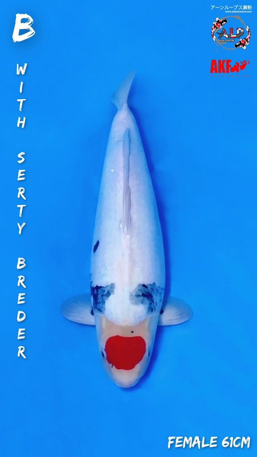Ikan Koi TC SHOWA AKF FEMALE 61cm, lelang koi TC SHOWA AKF FEMALE 61cm, jual koi TC SHOWA AKF FEMALE 61cm, beli koi TC SHOWA AKF FEMALE 61cm, Lelang Koi Online, Jual Beli Ikan Koi, Pusat Jual Beli Koi, Info Lelang Koi Hari Ini, Platform Jual Beli Koi, Jual Beli Ikan Koi Online, Marketplace Ikan Koi, Jual Koi Terbaik, Tempat Beli Koi Berkualitas, Pasar Ikan Koi Online Terpercaya, Penjual Ikan Koi Terpercaya, Beli Koi Hias Online, Ikan Koi untuk Dijual, Koi Kualitas Terbaik, Toko Online Ikan Koi, Koi Hias Untuk Dijual, Jual Beli Ikan Koi Lokal, Koi Indonesia Online, Pusat Jual Beli Koi Terbesar