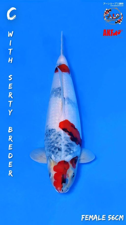 Ikan Koi SHOWA AKF FEMALE 56cm, lelang koi SHOWA AKF FEMALE 56cm, jual koi SHOWA AKF FEMALE 56cm, beli koi SHOWA AKF FEMALE 56cm, Lelang Koi Online, Jual Beli Ikan Koi, Pusat Jual Beli Koi, Info Lelang Koi Hari Ini, Platform Jual Beli Koi, Jual Beli Ikan Koi Online, Marketplace Ikan Koi, Jual Koi Terbaik, Tempat Beli Koi Berkualitas, Pasar Ikan Koi Online Terpercaya, Penjual Ikan Koi Terpercaya, Beli Koi Hias Online, Ikan Koi untuk Dijual, Koi Kualitas Terbaik, Toko Online Ikan Koi, Koi Hias Untuk Dijual, Jual Beli Ikan Koi Lokal, Koi Indonesia Online, Pusat Jual Beli Koi Terbesar