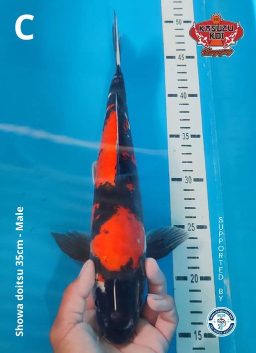 Lelang Koi Online, Jual Beli Ikan Koi, Pusat Jual Beli Koi, Info Lelang Koi Hari Ini, Platform Jual Beli Koi, Jual Beli Ikan Koi Online, Marketplace Ikan Koi, Jual Koi Terbaik, Tempat Beli Koi Berkualitas, Pasar Ikan Koi Online Terpercaya, Penjual Ikan Koi Terpercaya, Beli Koi Hias Online, Ikan Koi untuk Dijual, Koi Kualitas Terbaik, Toko Online Ikan Koi, Koi Hias Untuk Dijual, Jual Beli Ikan Koi Lokal, Koi Indonesia Online, Pusat Jual Beli Koi Terbesar