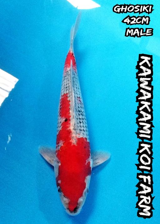Lelang Koi Online, Jual Beli Ikan Koi, Pusat Jual Beli Koi, Info Lelang Koi Hari Ini, Platform Jual Beli Koi, Jual Beli Ikan Koi Online, Marketplace Ikan Koi, Jual Koi Terbaik, Tempat Beli Koi Berkualitas, Pasar Ikan Koi Online Terpercaya, Penjual Ikan Koi Terpercaya, Beli Koi Hias Online, Ikan Koi untuk Dijual, Koi Kualitas Terbaik, Toko Online Ikan Koi, Koi Hias Untuk Dijual, Jual Beli Ikan Koi Lokal, Koi Indonesia Online, Pusat Jual Beli Koi Terbesar