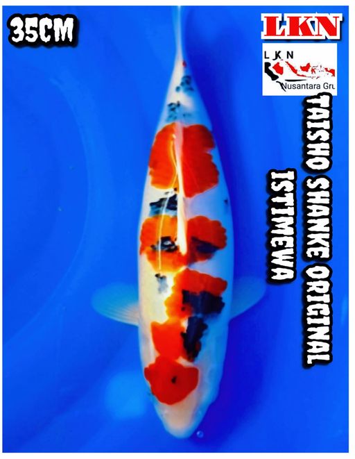 Lelang Koi Online, Jual Beli Ikan Koi, Pusat Jual Beli Koi, Info Lelang Koi Hari Ini, Platform Jual Beli Koi, Jual Beli Ikan Koi Online, Marketplace Ikan Koi, Jual Koi Terbaik, Tempat Beli Koi Berkualitas, Pasar Ikan Koi Online Terpercaya, Penjual Ikan Koi Terpercaya, Beli Koi Hias Online, Ikan Koi untuk Dijual, Koi Kualitas Terbaik, Toko Online Ikan Koi, Koi Hias Untuk Dijual, Jual Beli Ikan Koi Lokal, Koi Indonesia Online, Pusat Jual Beli Koi Terbesar