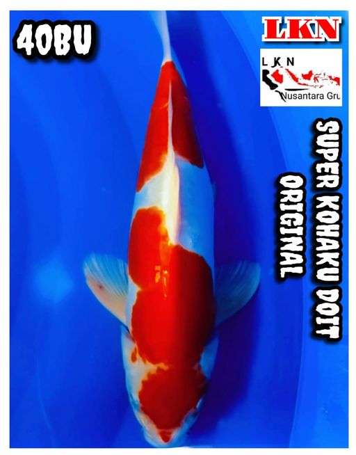 Lelang Koi Online, Jual Beli Ikan Koi, Pusat Jual Beli Koi, Info Lelang Koi Hari Ini, Platform Jual Beli Koi, Jual Beli Ikan Koi Online, Marketplace Ikan Koi, Jual Koi Terbaik, Tempat Beli Koi Berkualitas, Pasar Ikan Koi Online Terpercaya, Penjual Ikan Koi Terpercaya, Beli Koi Hias Online, Ikan Koi untuk Dijual, Koi Kualitas Terbaik, Toko Online Ikan Koi, Koi Hias Untuk Dijual, Jual Beli Ikan Koi Lokal, Koi Indonesia Online, Pusat Jual Beli Koi Terbesar