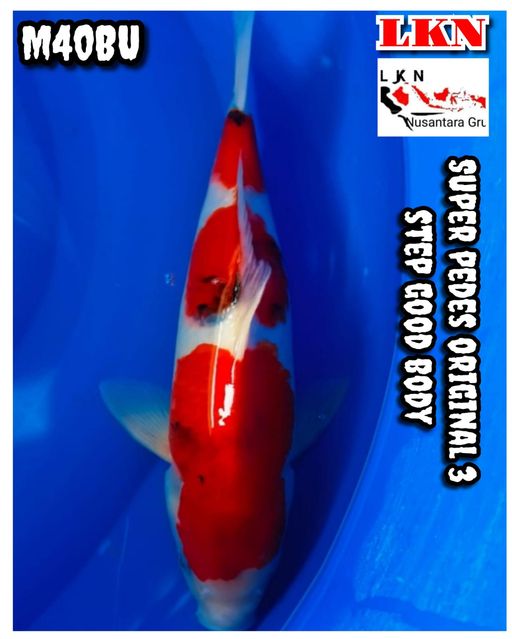 Lelang Koi Online, Jual Beli Ikan Koi, Pusat Jual Beli Koi, Info Lelang Koi Hari Ini, Platform Jual Beli Koi, Jual Beli Ikan Koi Online, Marketplace Ikan Koi, Jual Koi Terbaik, Tempat Beli Koi Berkualitas, Pasar Ikan Koi Online Terpercaya, Penjual Ikan Koi Terpercaya, Beli Koi Hias Online, Ikan Koi untuk Dijual, Koi Kualitas Terbaik, Toko Online Ikan Koi, Koi Hias Untuk Dijual, Jual Beli Ikan Koi Lokal, Koi Indonesia Online, Pusat Jual Beli Koi Terbesar