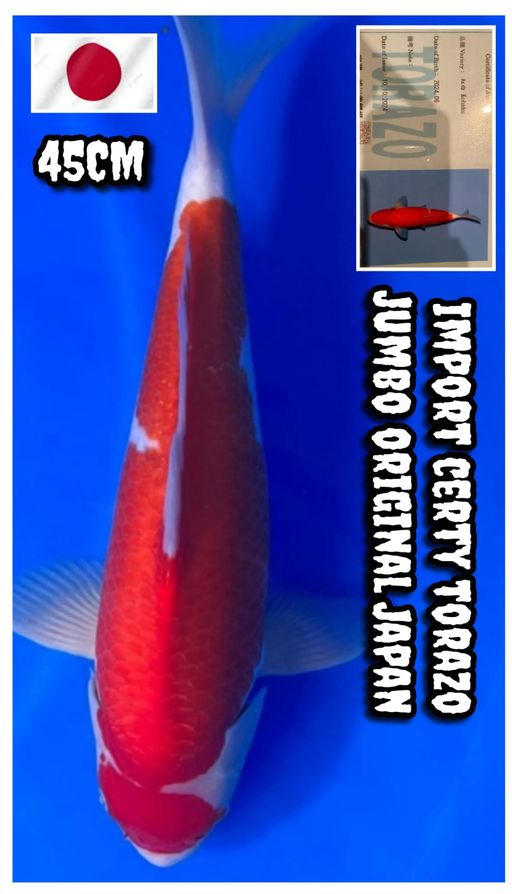 Lelang Koi Online, Jual Beli Ikan Koi, Pusat Jual Beli Koi, Info Lelang Koi Hari Ini, Platform Jual Beli Koi, Jual Beli Ikan Koi Online, Marketplace Ikan Koi, Jual Koi Terbaik, Tempat Beli Koi Berkualitas, Pasar Ikan Koi Online Terpercaya, Penjual Ikan Koi Terpercaya, Beli Koi Hias Online, Ikan Koi untuk Dijual, Koi Kualitas Terbaik, Toko Online Ikan Koi, Koi Hias Untuk Dijual, Jual Beli Ikan Koi Lokal, Koi Indonesia Online, Pusat Jual Beli Koi Terbesar