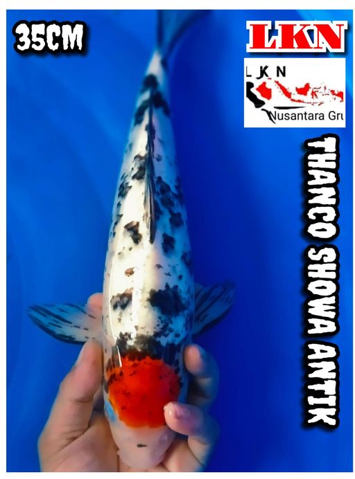 Lelang Koi Online, Jual Beli Ikan Koi, Pusat Jual Beli Koi, Info Lelang Koi Hari Ini, Platform Jual Beli Koi, Jual Beli Ikan Koi Online, Marketplace Ikan Koi, Jual Koi Terbaik, Tempat Beli Koi Berkualitas, Pasar Ikan Koi Online Terpercaya, Penjual Ikan Koi Terpercaya, Beli Koi Hias Online, Ikan Koi untuk Dijual, Koi Kualitas Terbaik, Toko Online Ikan Koi, Koi Hias Untuk Dijual, Jual Beli Ikan Koi Lokal, Koi Indonesia Online, Pusat Jual Beli Koi Terbesar