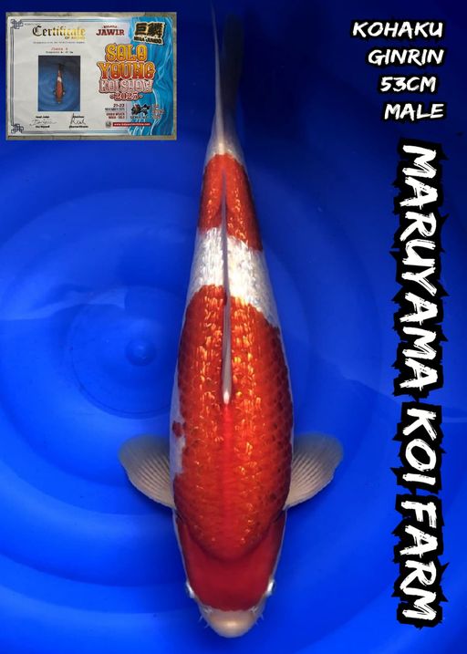 Lelang Koi Online, Jual Beli Ikan Koi, Pusat Jual Beli Koi, Info Lelang Koi Hari Ini, Platform Jual Beli Koi, Jual Beli Ikan Koi Online, Marketplace Ikan Koi, Jual Koi Terbaik, Tempat Beli Koi Berkualitas, Pasar Ikan Koi Online Terpercaya, Penjual Ikan Koi Terpercaya, Beli Koi Hias Online, Ikan Koi untuk Dijual, Koi Kualitas Terbaik, Toko Online Ikan Koi, Koi Hias Untuk Dijual, Jual Beli Ikan Koi Lokal, Koi Indonesia Online, Pusat Jual Beli Koi Terbesar