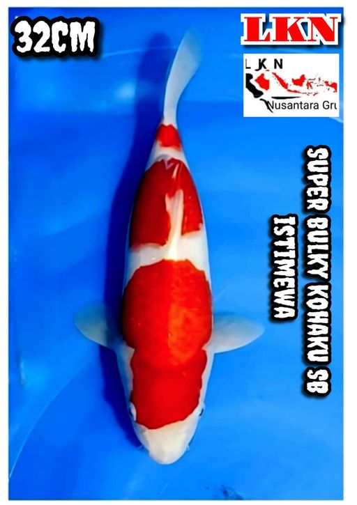 Lelang Koi Online, Jual Beli Ikan Koi, Pusat Jual Beli Koi, Info Lelang Koi Hari Ini, Platform Jual Beli Koi, Jual Beli Ikan Koi Online, Marketplace Ikan Koi, Jual Koi Terbaik, Tempat Beli Koi Berkualitas, Pasar Ikan Koi Online Terpercaya, Penjual Ikan Koi Terpercaya, Beli Koi Hias Online, Ikan Koi untuk Dijual, Koi Kualitas Terbaik, Toko Online Ikan Koi, Koi Hias Untuk Dijual, Jual Beli Ikan Koi Lokal, Koi Indonesia Online, Pusat Jual Beli Koi Terbesar