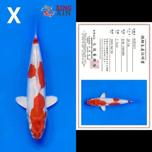 Lelang Koi Online, Jual Beli Ikan Koi, Pusat Jual Beli Koi, Info Lelang Koi Hari Ini, Platform Jual Beli Koi, Jual Beli Ikan Koi Online, Marketplace Ikan Koi, Jual Koi Terbaik, Tempat Beli Koi Berkualitas, Pasar Ikan Koi Online Terpercaya, Penjual Ikan Koi Terpercaya, Beli Koi Hias Online, Ikan Koi untuk Dijual, Koi Kualitas Terbaik, Toko Online Ikan Koi, Koi Hias Untuk Dijual, Jual Beli Ikan Koi Lokal, Koi Indonesia Online, Pusat Jual Beli Koi Terbesar