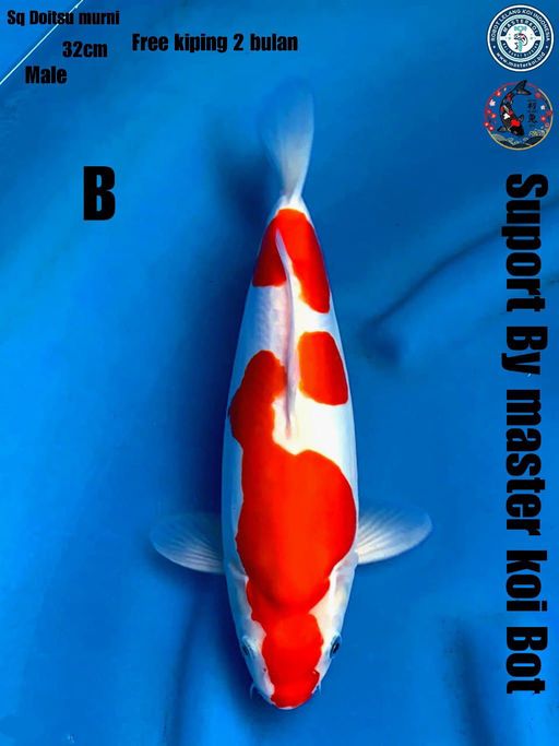 Lelang Koi Online, Jual Beli Ikan Koi, Pusat Jual Beli Koi, Info Lelang Koi Hari Ini, Platform Jual Beli Koi, Jual Beli Ikan Koi Online, Marketplace Ikan Koi, Jual Koi Terbaik, Tempat Beli Koi Berkualitas, Pasar Ikan Koi Online Terpercaya, Penjual Ikan Koi Terpercaya, Beli Koi Hias Online, Ikan Koi untuk Dijual, Koi Kualitas Terbaik, Toko Online Ikan Koi, Koi Hias Untuk Dijual, Jual Beli Ikan Koi Lokal, Koi Indonesia Online, Pusat Jual Beli Koi Terbesar