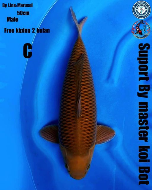 Lelang Koi Online, Jual Beli Ikan Koi, Pusat Jual Beli Koi, Info Lelang Koi Hari Ini, Platform Jual Beli Koi, Jual Beli Ikan Koi Online, Marketplace Ikan Koi, Jual Koi Terbaik, Tempat Beli Koi Berkualitas, Pasar Ikan Koi Online Terpercaya, Penjual Ikan Koi Terpercaya, Beli Koi Hias Online, Ikan Koi untuk Dijual, Koi Kualitas Terbaik, Toko Online Ikan Koi, Koi Hias Untuk Dijual, Jual Beli Ikan Koi Lokal, Koi Indonesia Online, Pusat Jual Beli Koi Terbesar