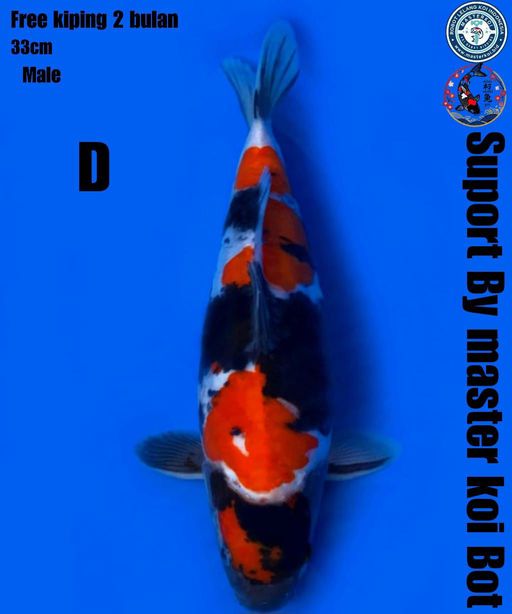 Lelang Koi Online, Jual Beli Ikan Koi, Pusat Jual Beli Koi, Info Lelang Koi Hari Ini, Platform Jual Beli Koi, Jual Beli Ikan Koi Online, Marketplace Ikan Koi, Jual Koi Terbaik, Tempat Beli Koi Berkualitas, Pasar Ikan Koi Online Terpercaya, Penjual Ikan Koi Terpercaya, Beli Koi Hias Online, Ikan Koi untuk Dijual, Koi Kualitas Terbaik, Toko Online Ikan Koi, Koi Hias Untuk Dijual, Jual Beli Ikan Koi Lokal, Koi Indonesia Online, Pusat Jual Beli Koi Terbesar