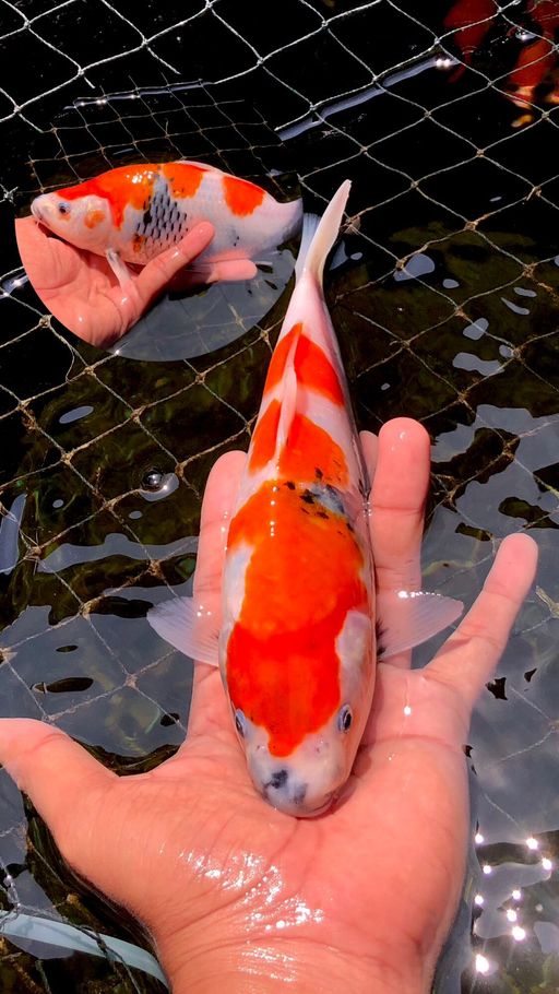 Lelang Koi Online, Jual Beli Ikan Koi, Pusat Jual Beli Koi, Info Lelang Koi Hari Ini, Platform Jual Beli Koi, Jual Beli Ikan Koi Online, Marketplace Ikan Koi, Jual Koi Terbaik, Tempat Beli Koi Berkualitas, Pasar Ikan Koi Online Terpercaya, Penjual Ikan Koi Terpercaya, Beli Koi Hias Online, Ikan Koi untuk Dijual, Koi Kualitas Terbaik, Toko Online Ikan Koi, Koi Hias Untuk Dijual, Jual Beli Ikan Koi Lokal, Koi Indonesia Online, Pusat Jual Beli Koi Terbesar