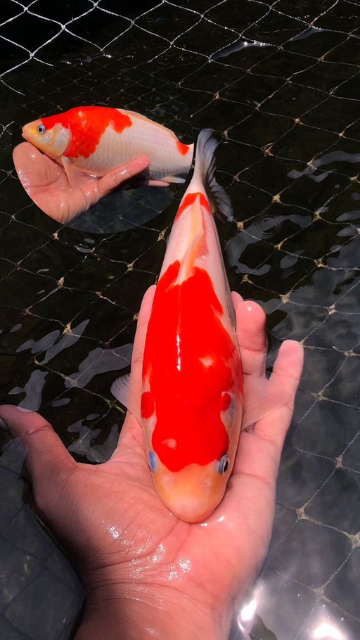 Lelang Koi Online, Jual Beli Ikan Koi, Pusat Jual Beli Koi, Info Lelang Koi Hari Ini, Platform Jual Beli Koi, Jual Beli Ikan Koi Online, Marketplace Ikan Koi, Jual Koi Terbaik, Tempat Beli Koi Berkualitas, Pasar Ikan Koi Online Terpercaya, Penjual Ikan Koi Terpercaya, Beli Koi Hias Online, Ikan Koi untuk Dijual, Koi Kualitas Terbaik, Toko Online Ikan Koi, Koi Hias Untuk Dijual, Jual Beli Ikan Koi Lokal, Koi Indonesia Online, Pusat Jual Beli Koi Terbesar