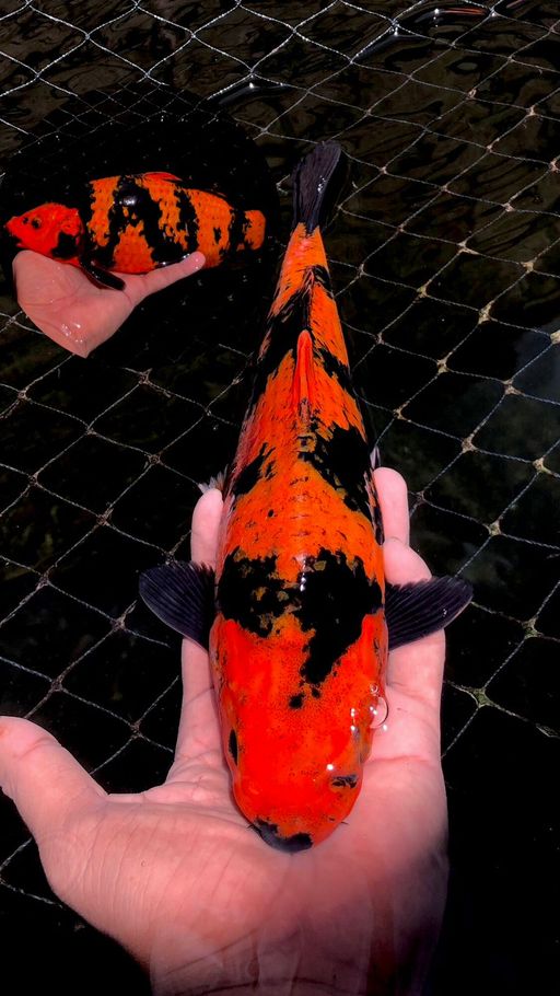 Lelang Koi Online, Jual Beli Ikan Koi, Pusat Jual Beli Koi, Info Lelang Koi Hari Ini, Platform Jual Beli Koi, Jual Beli Ikan Koi Online, Marketplace Ikan Koi, Jual Koi Terbaik, Tempat Beli Koi Berkualitas, Pasar Ikan Koi Online Terpercaya, Penjual Ikan Koi Terpercaya, Beli Koi Hias Online, Ikan Koi untuk Dijual, Koi Kualitas Terbaik, Toko Online Ikan Koi, Koi Hias Untuk Dijual, Jual Beli Ikan Koi Lokal, Koi Indonesia Online, Pusat Jual Beli Koi Terbesar