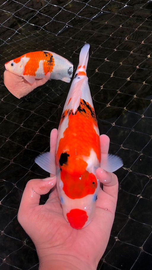 Lelang Koi Online, Jual Beli Ikan Koi, Pusat Jual Beli Koi, Info Lelang Koi Hari Ini, Platform Jual Beli Koi, Jual Beli Ikan Koi Online, Marketplace Ikan Koi, Jual Koi Terbaik, Tempat Beli Koi Berkualitas, Pasar Ikan Koi Online Terpercaya, Penjual Ikan Koi Terpercaya, Beli Koi Hias Online, Ikan Koi untuk Dijual, Koi Kualitas Terbaik, Toko Online Ikan Koi, Koi Hias Untuk Dijual, Jual Beli Ikan Koi Lokal, Koi Indonesia Online, Pusat Jual Beli Koi Terbesar