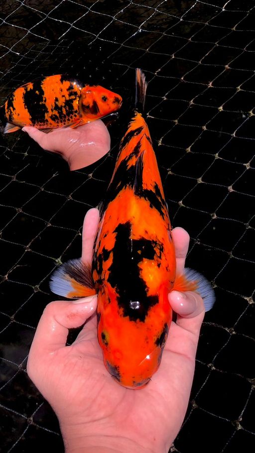 Lelang Koi Online, Jual Beli Ikan Koi, Pusat Jual Beli Koi, Info Lelang Koi Hari Ini, Platform Jual Beli Koi, Jual Beli Ikan Koi Online, Marketplace Ikan Koi, Jual Koi Terbaik, Tempat Beli Koi Berkualitas, Pasar Ikan Koi Online Terpercaya, Penjual Ikan Koi Terpercaya, Beli Koi Hias Online, Ikan Koi untuk Dijual, Koi Kualitas Terbaik, Toko Online Ikan Koi, Koi Hias Untuk Dijual, Jual Beli Ikan Koi Lokal, Koi Indonesia Online, Pusat Jual Beli Koi Terbesar