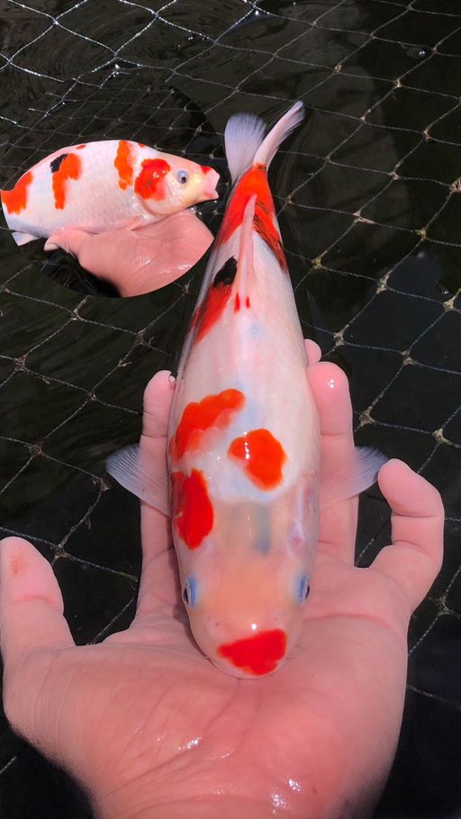 Lelang Koi Online, Jual Beli Ikan Koi, Pusat Jual Beli Koi, Info Lelang Koi Hari Ini, Platform Jual Beli Koi, Jual Beli Ikan Koi Online, Marketplace Ikan Koi, Jual Koi Terbaik, Tempat Beli Koi Berkualitas, Pasar Ikan Koi Online Terpercaya, Penjual Ikan Koi Terpercaya, Beli Koi Hias Online, Ikan Koi untuk Dijual, Koi Kualitas Terbaik, Toko Online Ikan Koi, Koi Hias Untuk Dijual, Jual Beli Ikan Koi Lokal, Koi Indonesia Online, Pusat Jual Beli Koi Terbesar