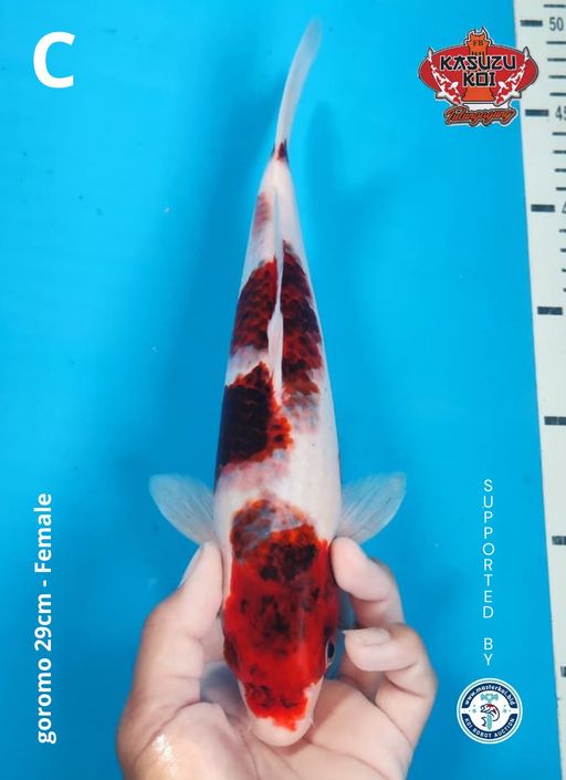 Lelang Koi Online, Jual Beli Ikan Koi, Pusat Jual Beli Koi, Info Lelang Koi Hari Ini, Platform Jual Beli Koi, Jual Beli Ikan Koi Online, Marketplace Ikan Koi, Jual Koi Terbaik, Tempat Beli Koi Berkualitas, Pasar Ikan Koi Online Terpercaya, Penjual Ikan Koi Terpercaya, Beli Koi Hias Online, Ikan Koi untuk Dijual, Koi Kualitas Terbaik, Toko Online Ikan Koi, Koi Hias Untuk Dijual, Jual Beli Ikan Koi Lokal, Koi Indonesia Online, Pusat Jual Beli Koi Terbesar