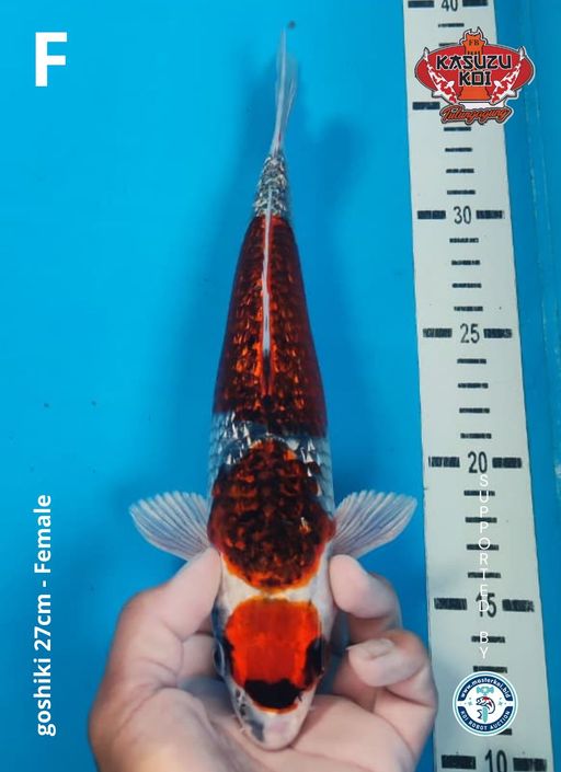 Lelang Koi Online, Jual Beli Ikan Koi, Pusat Jual Beli Koi, Info Lelang Koi Hari Ini, Platform Jual Beli Koi, Jual Beli Ikan Koi Online, Marketplace Ikan Koi, Jual Koi Terbaik, Tempat Beli Koi Berkualitas, Pasar Ikan Koi Online Terpercaya, Penjual Ikan Koi Terpercaya, Beli Koi Hias Online, Ikan Koi untuk Dijual, Koi Kualitas Terbaik, Toko Online Ikan Koi, Koi Hias Untuk Dijual, Jual Beli Ikan Koi Lokal, Koi Indonesia Online, Pusat Jual Beli Koi Terbesar