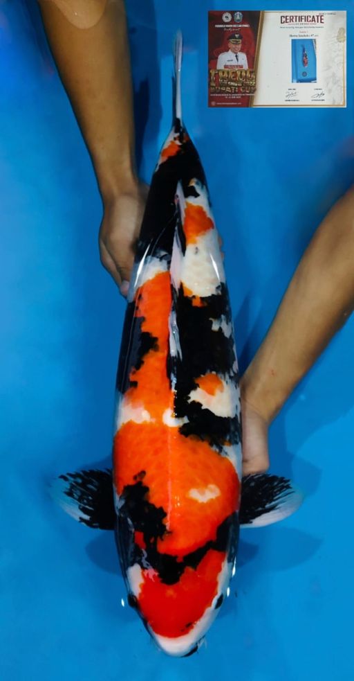 Lelang Koi Online, Jual Beli Ikan Koi, Pusat Jual Beli Koi, Info Lelang Koi Hari Ini, Platform Jual Beli Koi, Jual Beli Ikan Koi Online, Marketplace Ikan Koi, Jual Koi Terbaik, Tempat Beli Koi Berkualitas, Pasar Ikan Koi Online Terpercaya, Penjual Ikan Koi Terpercaya, Beli Koi Hias Online, Ikan Koi untuk Dijual, Koi Kualitas Terbaik, Toko Online Ikan Koi, Koi Hias Untuk Dijual, Jual Beli Ikan Koi Lokal, Koi Indonesia Online, Pusat Jual Beli Koi Terbesar