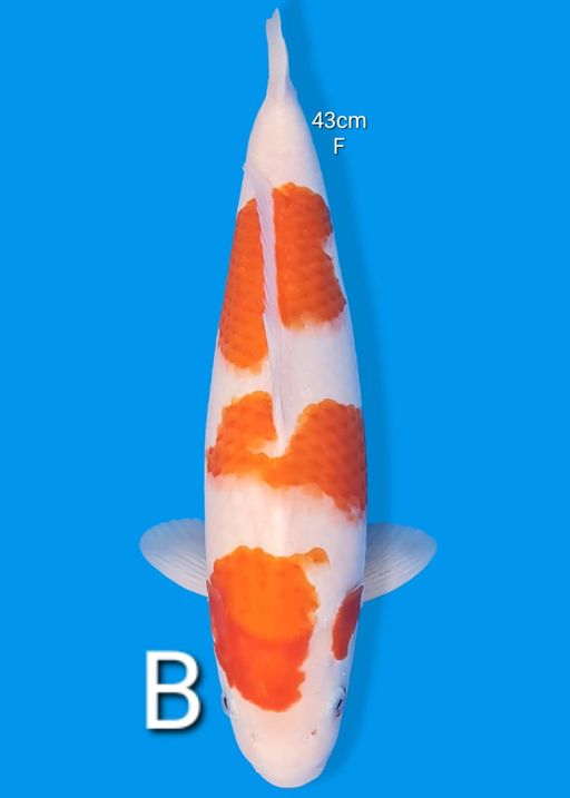 Lelang Koi Online, Jual Beli Ikan Koi, Pusat Jual Beli Koi, Info Lelang Koi Hari Ini, Platform Jual Beli Koi, Jual Beli Ikan Koi Online, Marketplace Ikan Koi, Jual Koi Terbaik, Tempat Beli Koi Berkualitas, Pasar Ikan Koi Online Terpercaya, Penjual Ikan Koi Terpercaya, Beli Koi Hias Online, Ikan Koi untuk Dijual, Koi Kualitas Terbaik, Toko Online Ikan Koi, Koi Hias Untuk Dijual, Jual Beli Ikan Koi Lokal, Koi Indonesia Online, Pusat Jual Beli Koi Terbesar