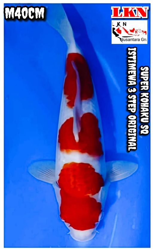 Lelang Koi Online, Jual Beli Ikan Koi, Pusat Jual Beli Koi, Info Lelang Koi Hari Ini, Platform Jual Beli Koi, Jual Beli Ikan Koi Online, Marketplace Ikan Koi, Jual Koi Terbaik, Tempat Beli Koi Berkualitas, Pasar Ikan Koi Online Terpercaya, Penjual Ikan Koi Terpercaya, Beli Koi Hias Online, Ikan Koi untuk Dijual, Koi Kualitas Terbaik, Toko Online Ikan Koi, Koi Hias Untuk Dijual, Jual Beli Ikan Koi Lokal, Koi Indonesia Online, Pusat Jual Beli Koi Terbesar