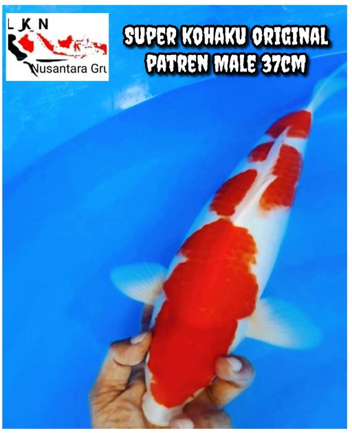 Lelang Koi Online, Jual Beli Ikan Koi, Pusat Jual Beli Koi, Info Lelang Koi Hari Ini, Platform Jual Beli Koi, Jual Beli Ikan Koi Online, Marketplace Ikan Koi, Jual Koi Terbaik, Tempat Beli Koi Berkualitas, Pasar Ikan Koi Online Terpercaya, Penjual Ikan Koi Terpercaya, Beli Koi Hias Online, Ikan Koi untuk Dijual, Koi Kualitas Terbaik, Toko Online Ikan Koi, Koi Hias Untuk Dijual, Jual Beli Ikan Koi Lokal, Koi Indonesia Online, Pusat Jual Beli Koi Terbesar